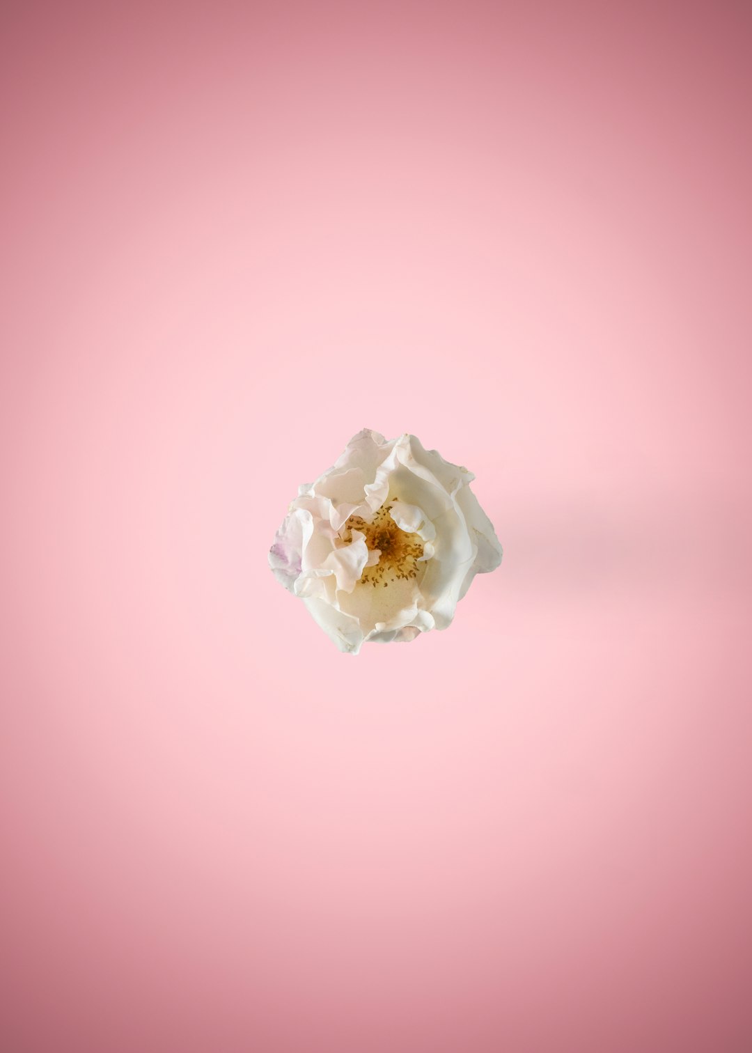 white rose in pink background
