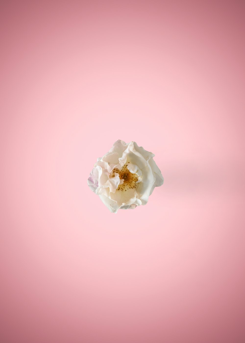 white rose in pink background