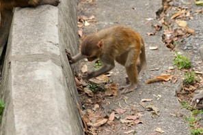A young monkey is curiously playing near a concrete edge, surrounded by dry leaves on a rough surface. The monkey appears to be exploring its surroundings, using its hands to interact with the ground.