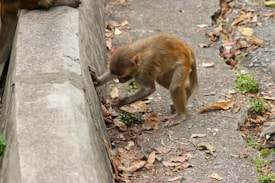 A young monkey is curiously playing near a concrete edge, surrounded by dry leaves on a rough surface. The monkey appears to be exploring its surroundings, using its hands to interact with the ground.