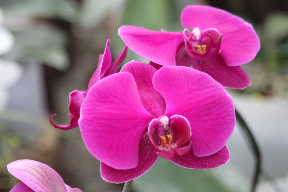 pink moth orchid in bloom during daytime