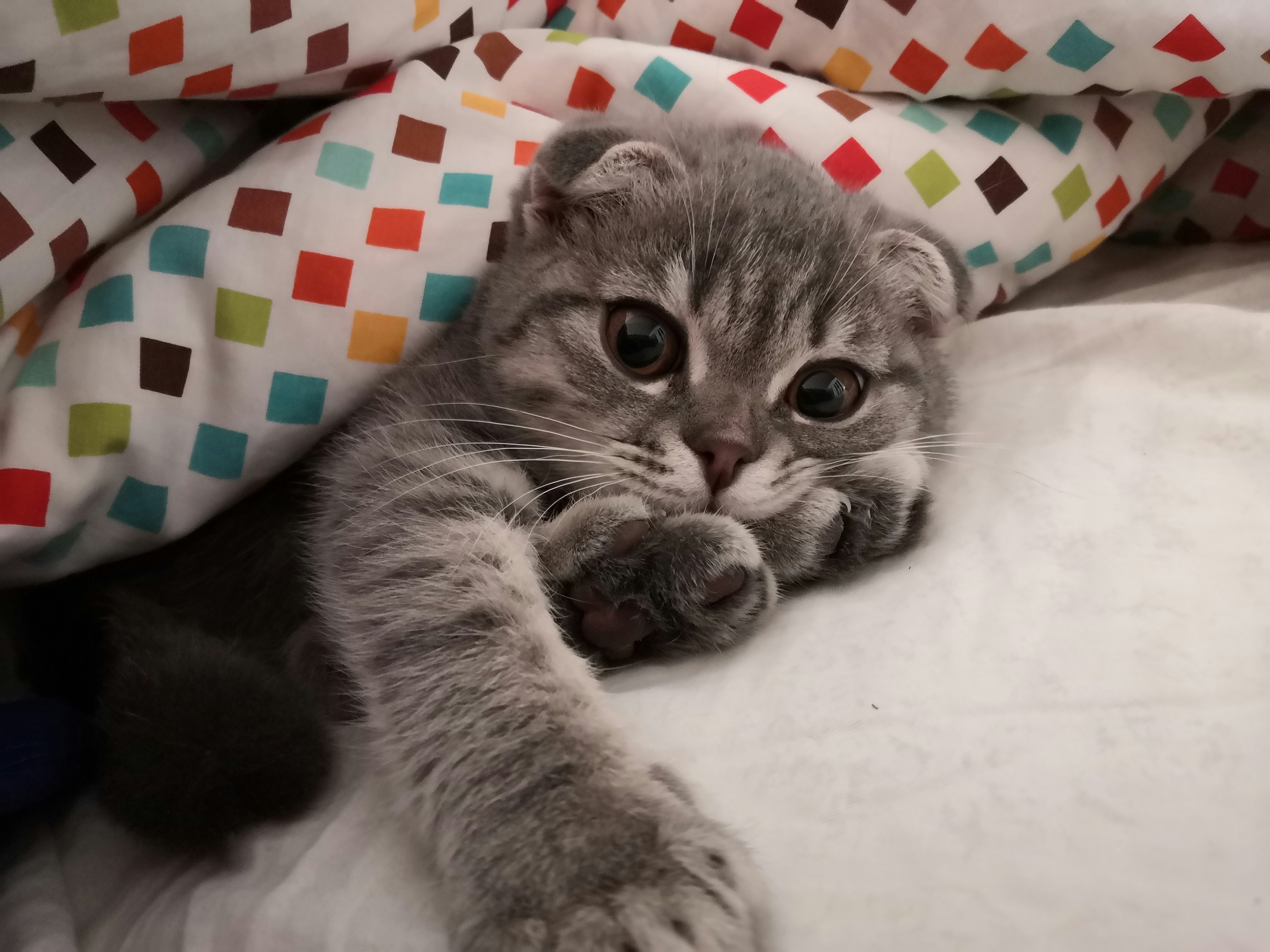 silver tabby cat lying on white textile