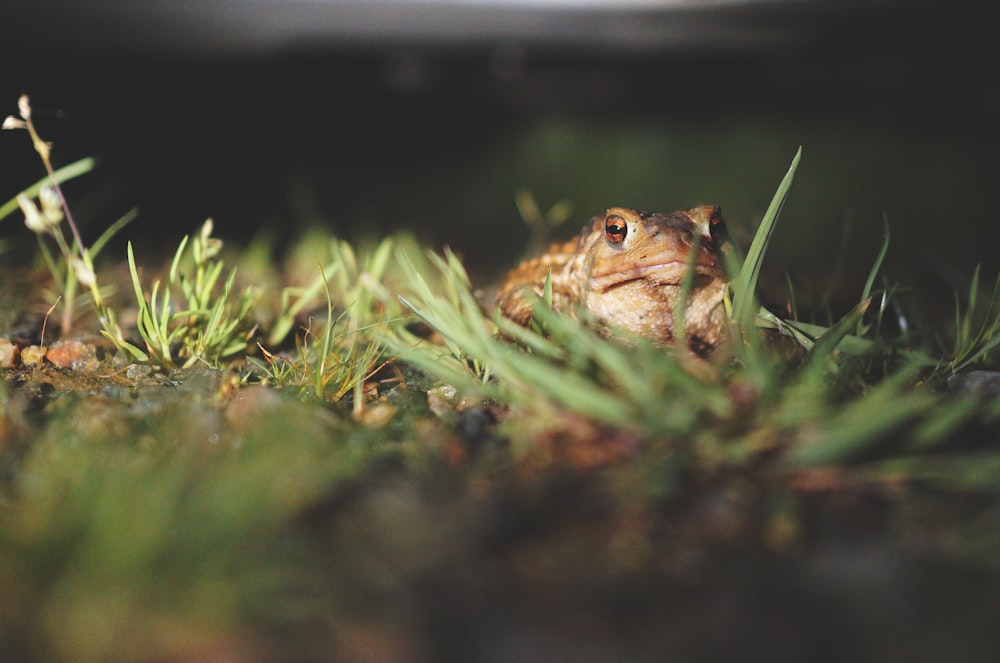 brown frog on green grass