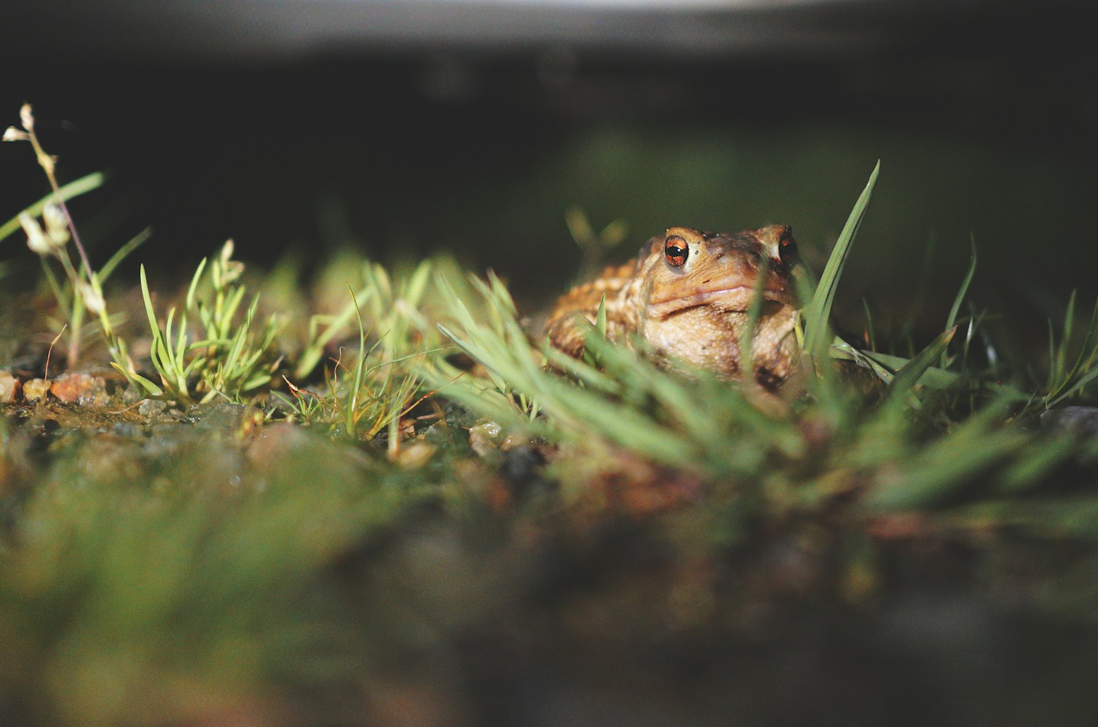 Sony Sonnar T* E 24mm F1.8 ZA sample photo. Brown frog on green photography