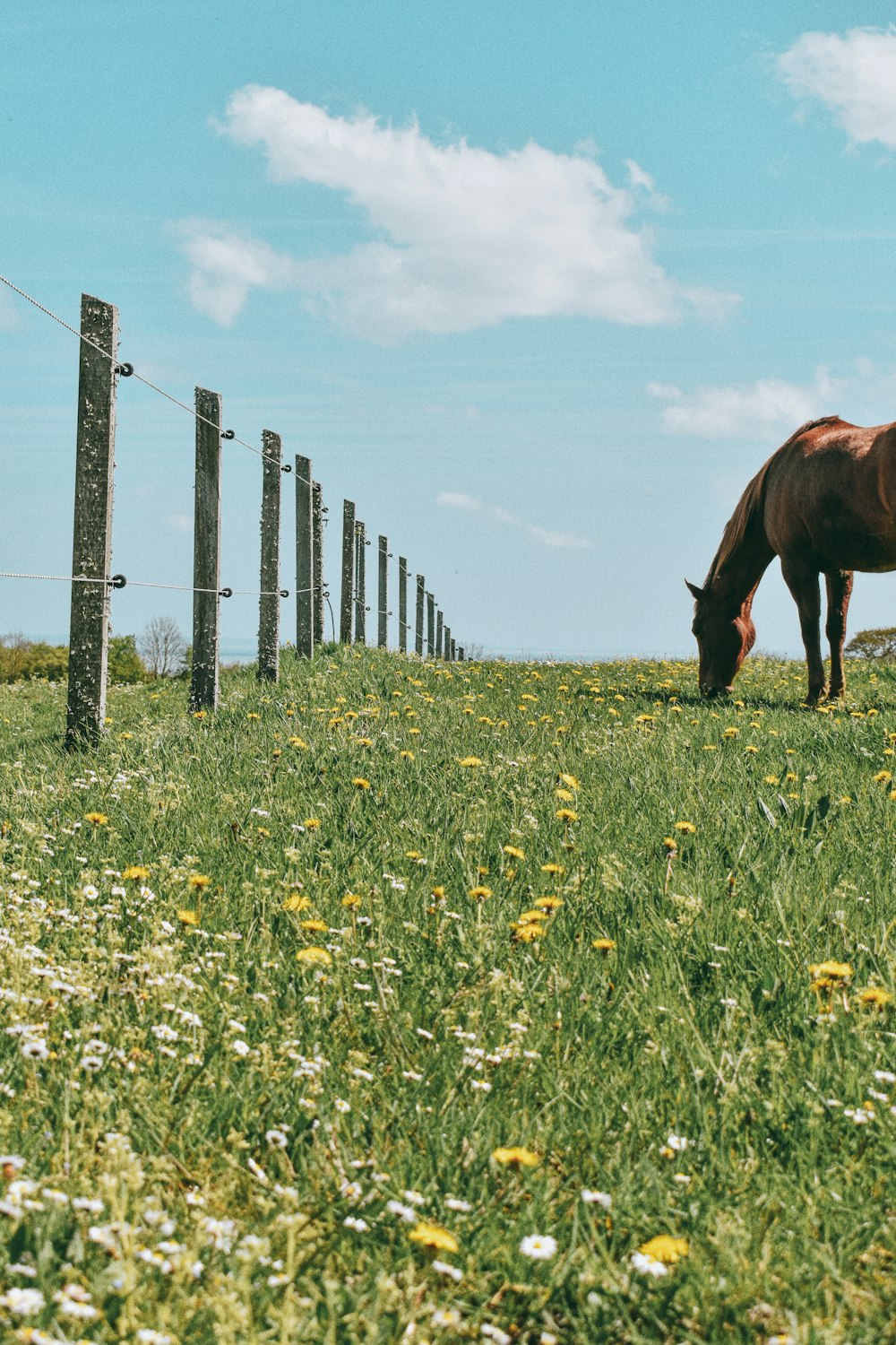 Braunes Pferd frisst tagsüber Gras auf grünem Grasfeld