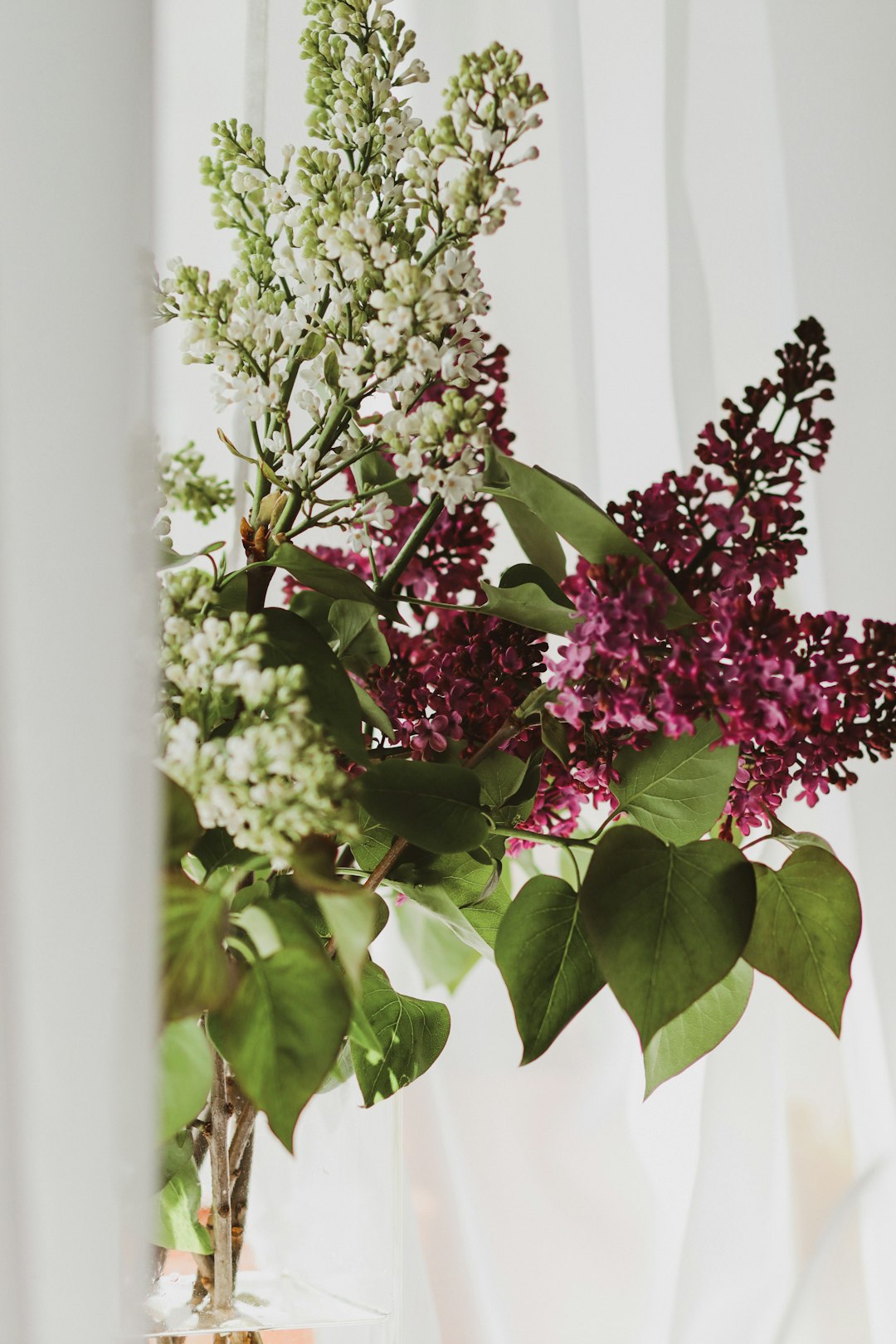 pink and white flowers on white wall