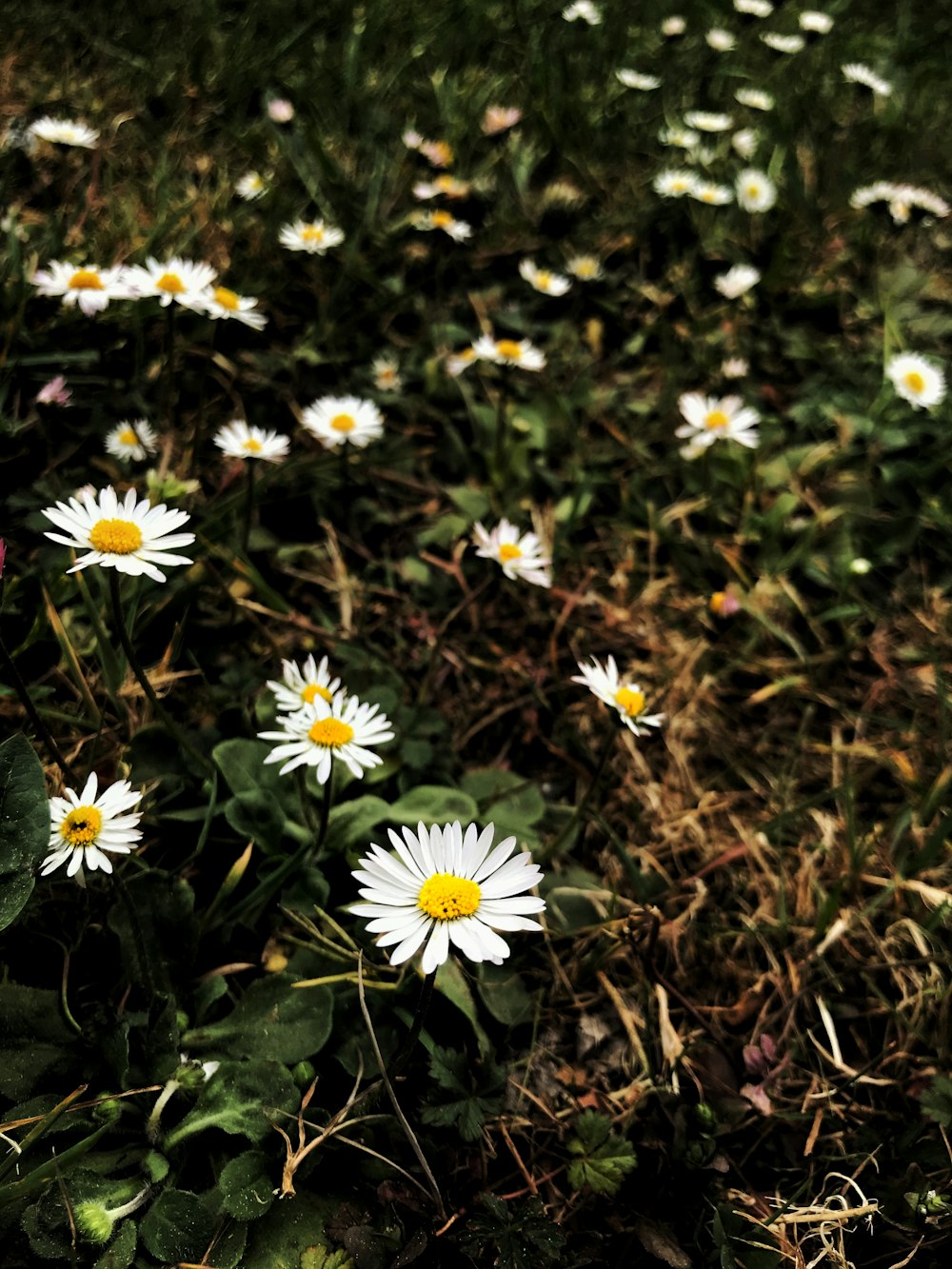 white and yellow flowers on brown soil