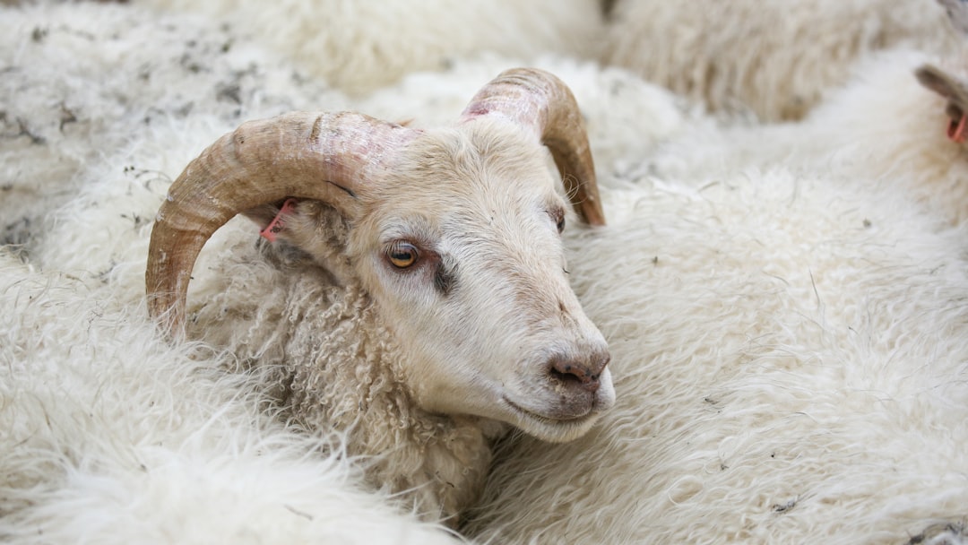 white sheep in close up photography