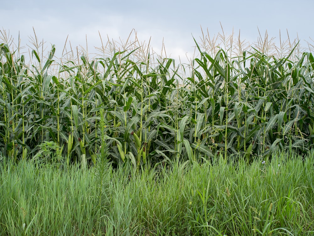 green wheat field during daytime