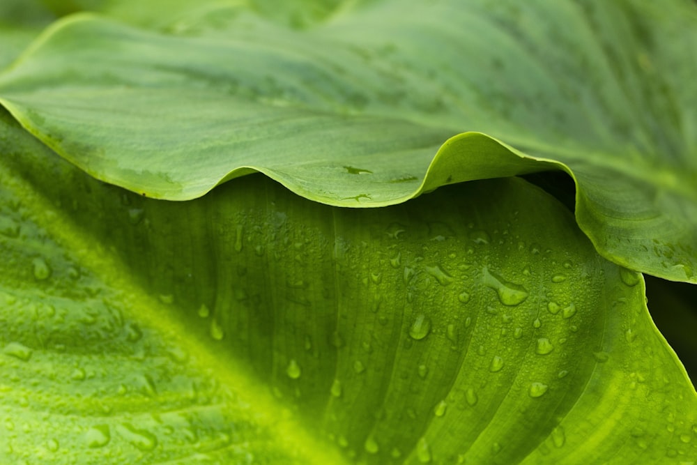 water droplets on green leaf