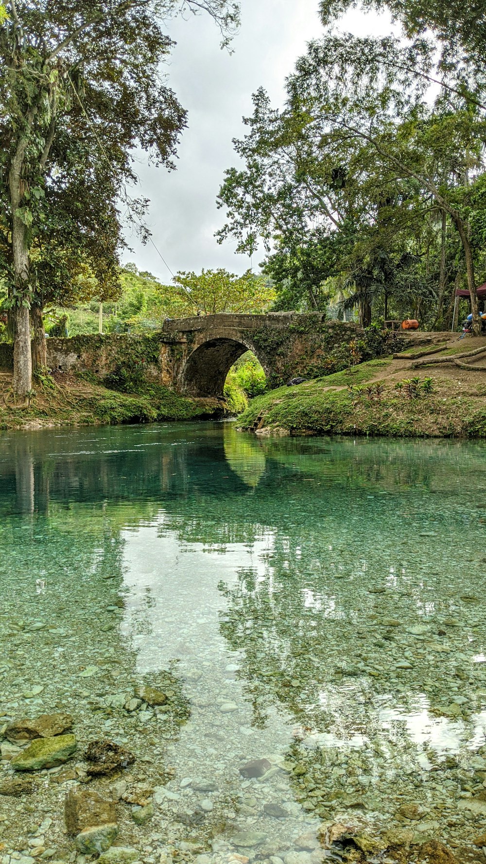 brown and green trees beside body of water during daytime