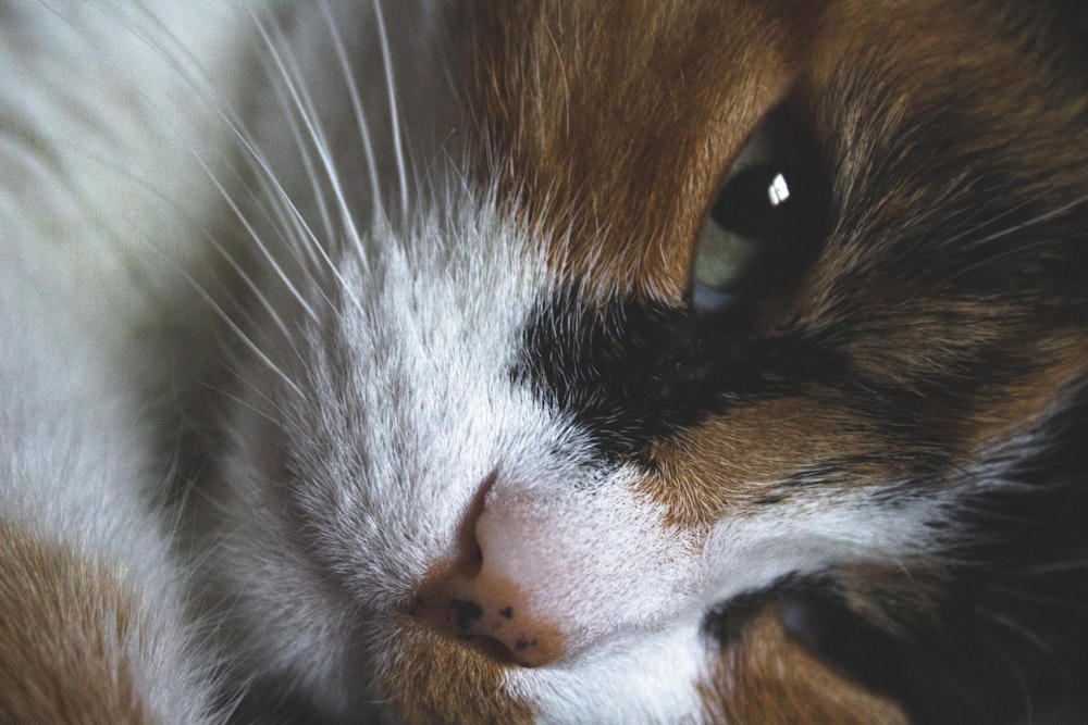 orange white and black cat