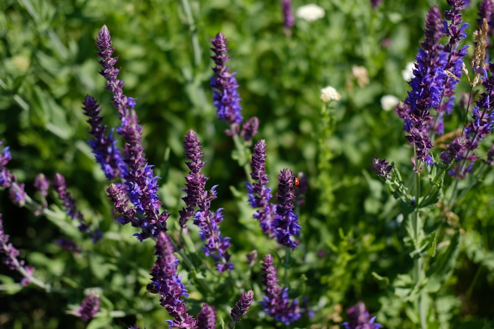 purple flower in tilt shift lens