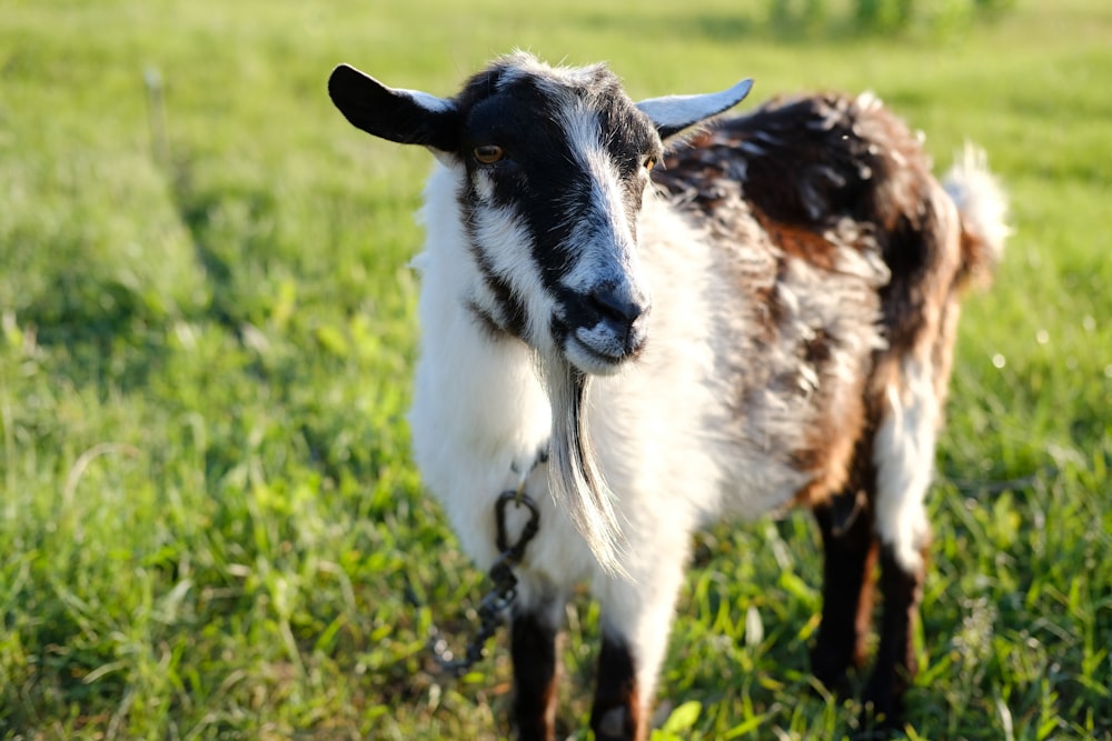 white and black goat on green grass field during daytime