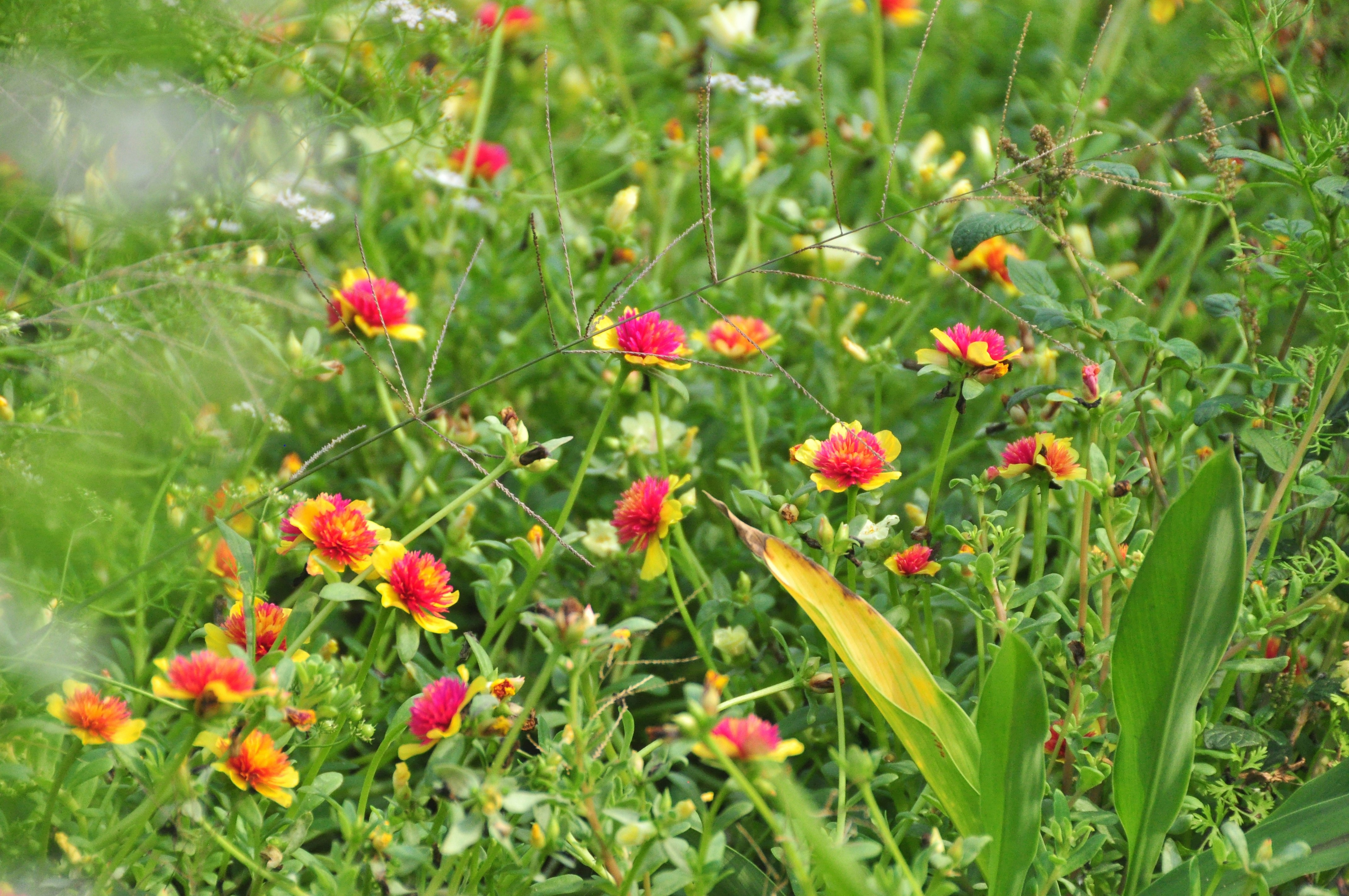 Photo by idonothingbutlove