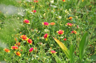 A cozy backyard garden with vibrant flowers and a small vegetable patch.