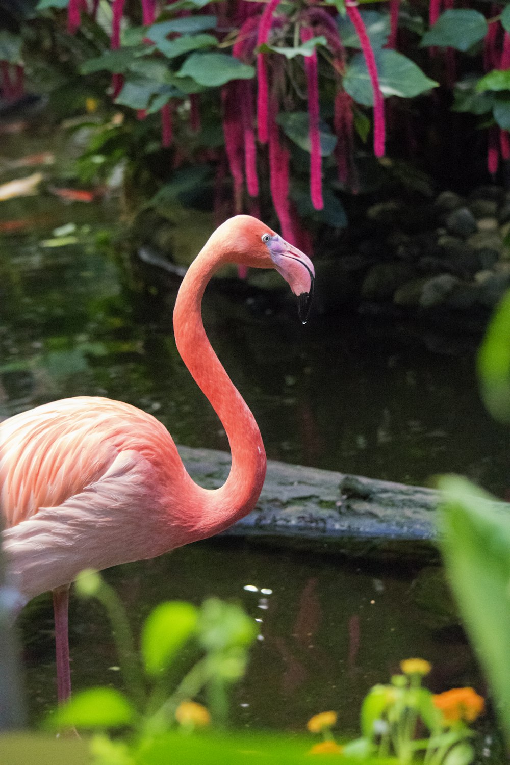 pink flamingo on brown wooden log