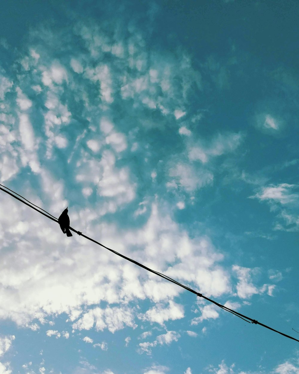 black bird on black wire under blue sky during daytime