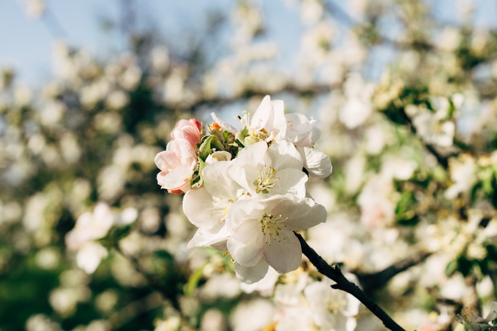 Flor de cerezo blanco en flor durante el día