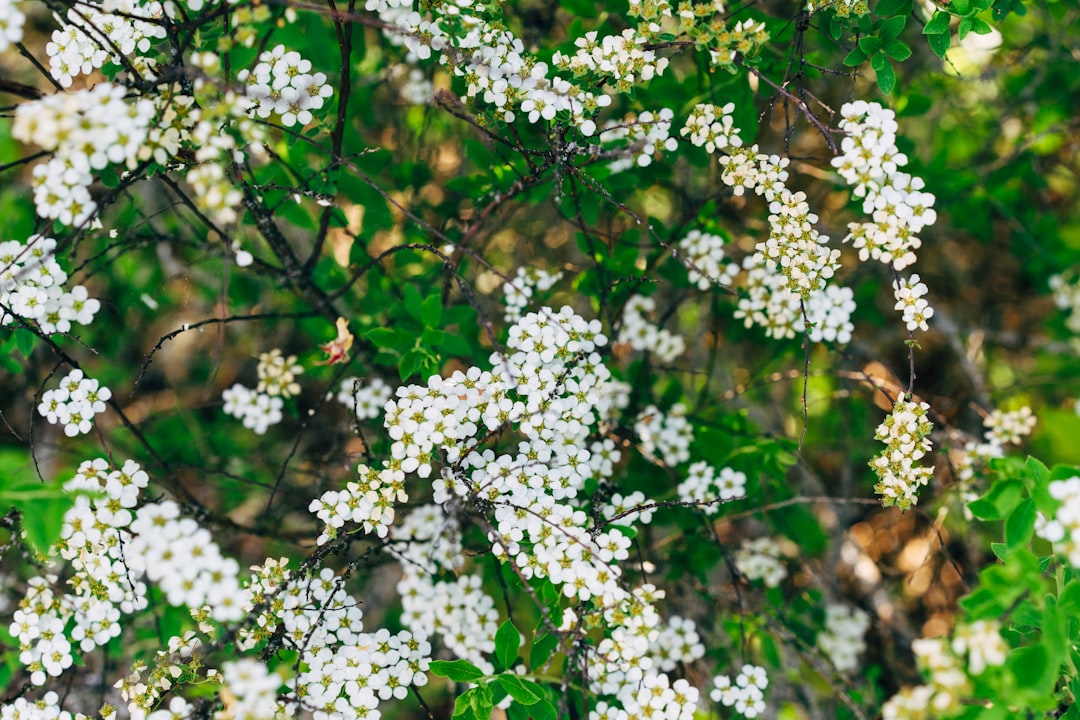 white flowers with green leaves