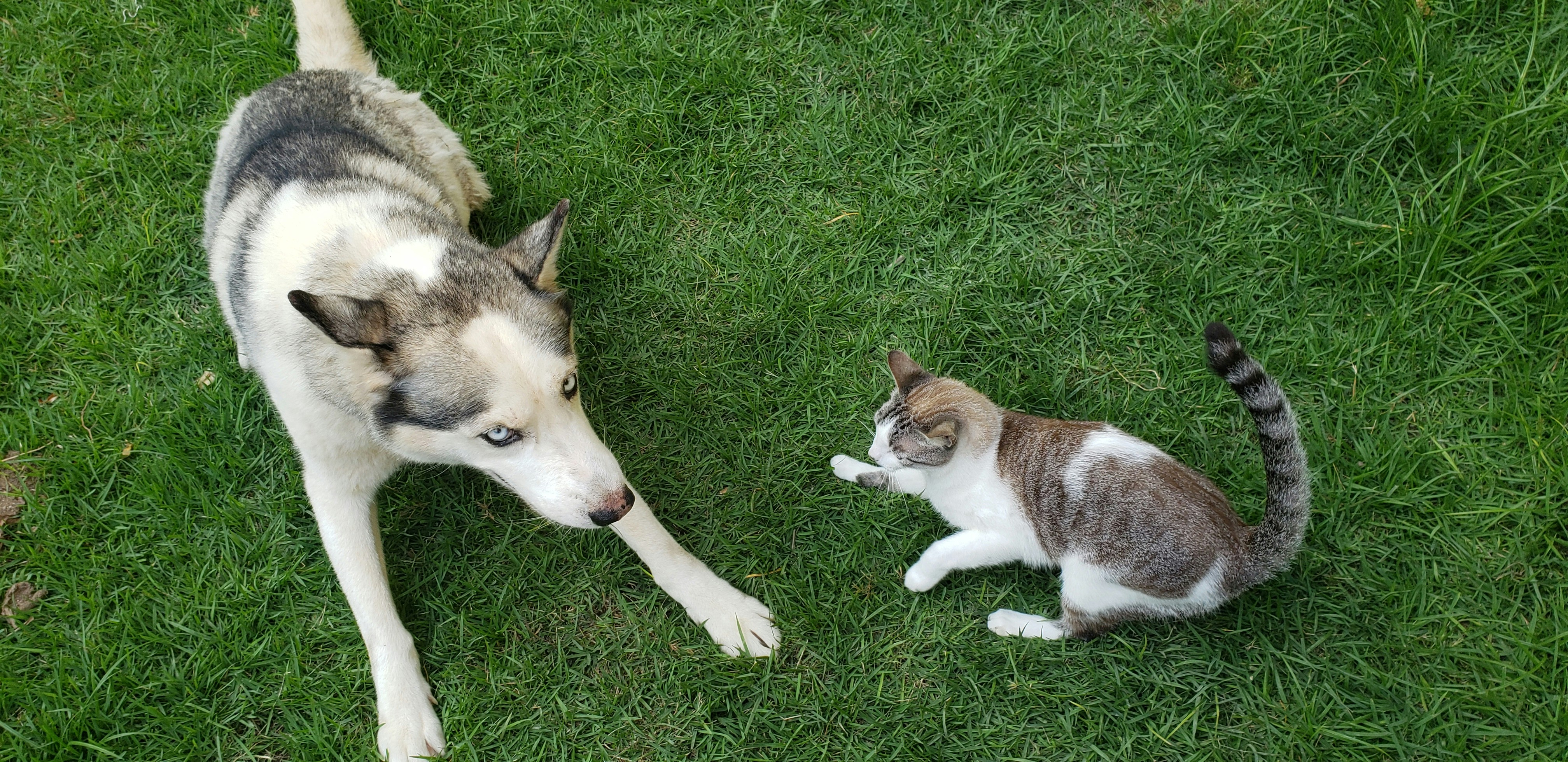 A husky-like dog and a cat are on a grassy field. The dog is lying down with a curious expression while the cat appears to be playing or interacting with the dog.
