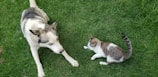 A husky-like dog and a cat are on a grassy field. The dog is lying down with a curious expression while the cat appears to be playing or interacting with the dog.