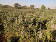 A vast field of green, leafy cannabis plants under a clear blue sky. The dense plantation stretches out into the distance with trees scattered along the horizon.