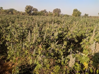 A vast field of green, leafy cannabis plants under a clear blue sky. The dense plantation stretches out into the distance with trees scattered along the horizon.