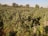 A vast field of green, leafy cannabis plants under a clear blue sky. The dense plantation stretches out into the distance with trees scattered along the horizon.