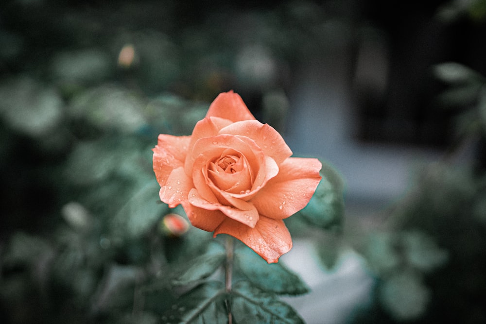 pink rose in bloom during daytime