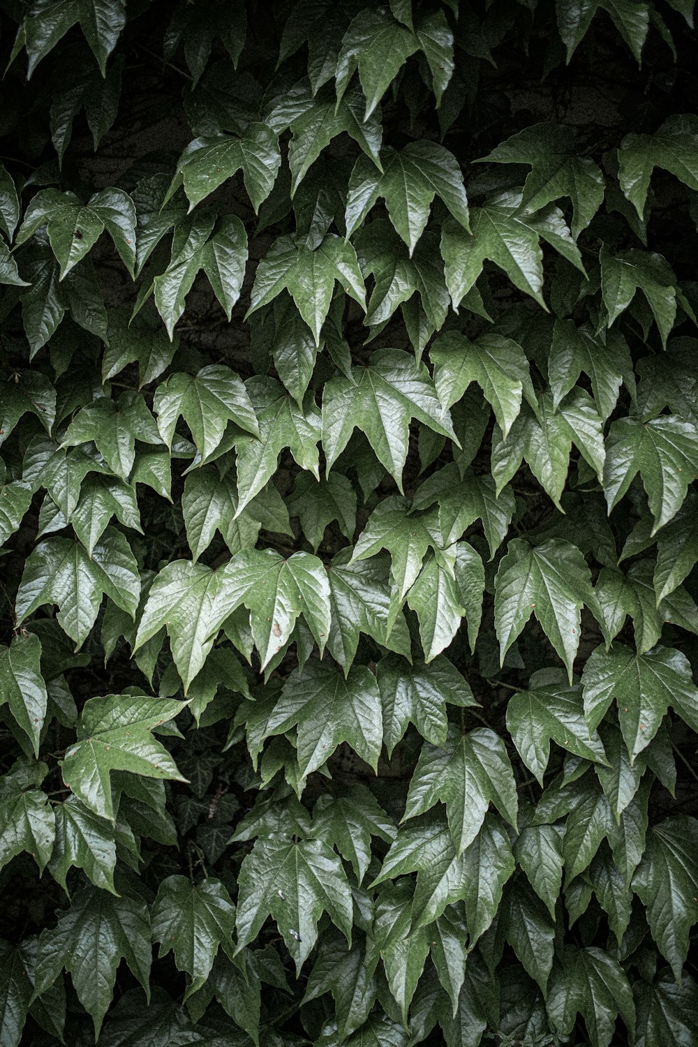 green leaves plant during daytime