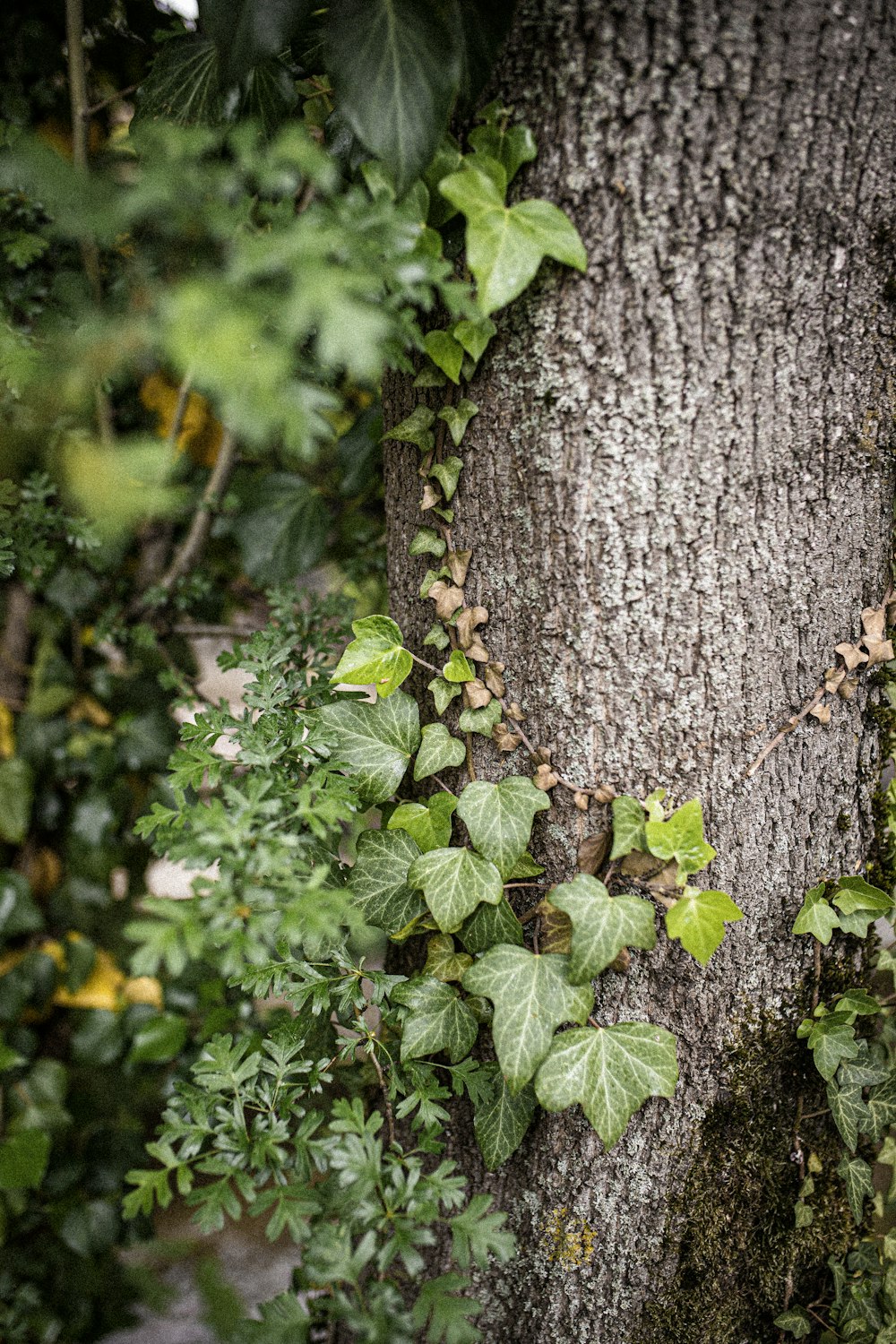 planta verde ao lado do tronco marrom da árvore