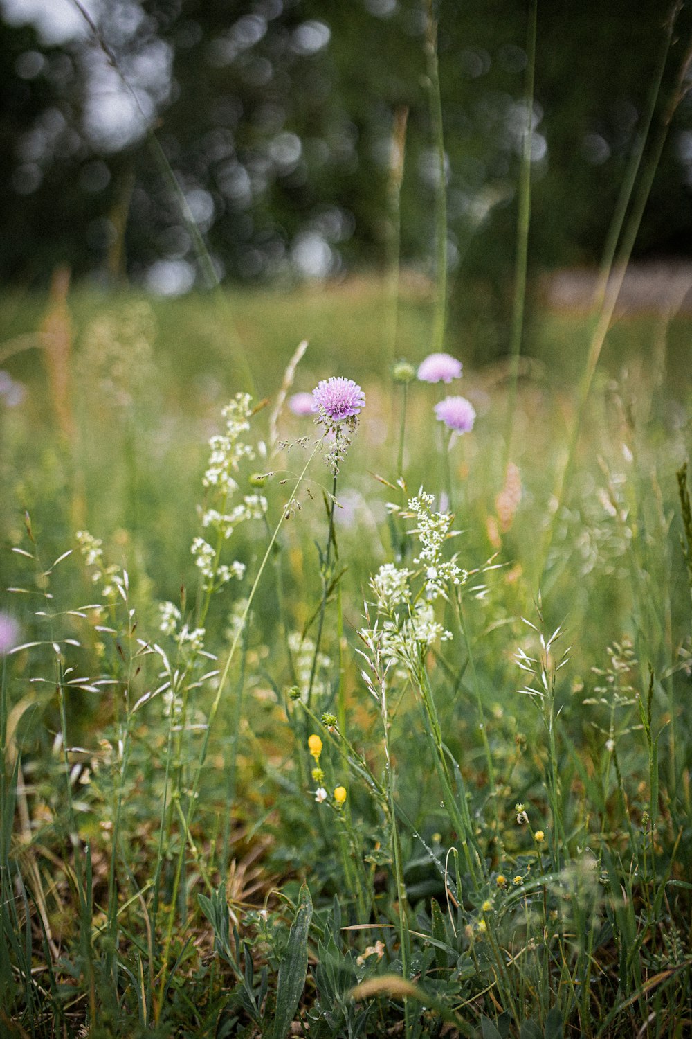 purple flower in tilt shift lens