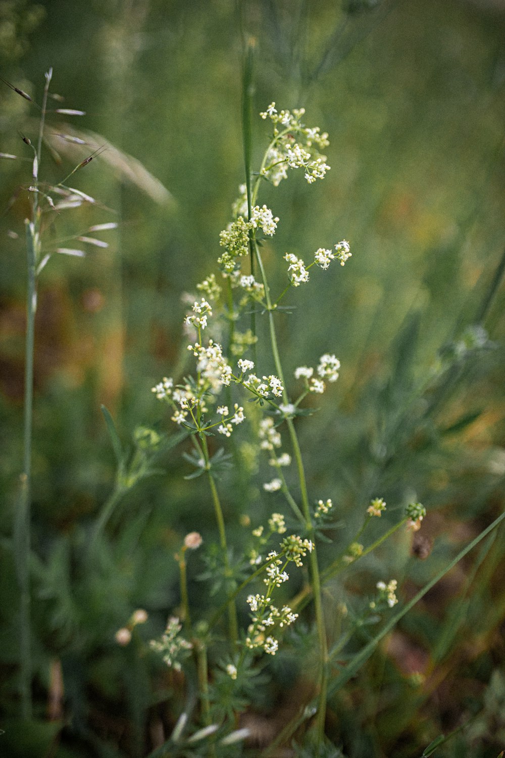 white flower in tilt shift lens