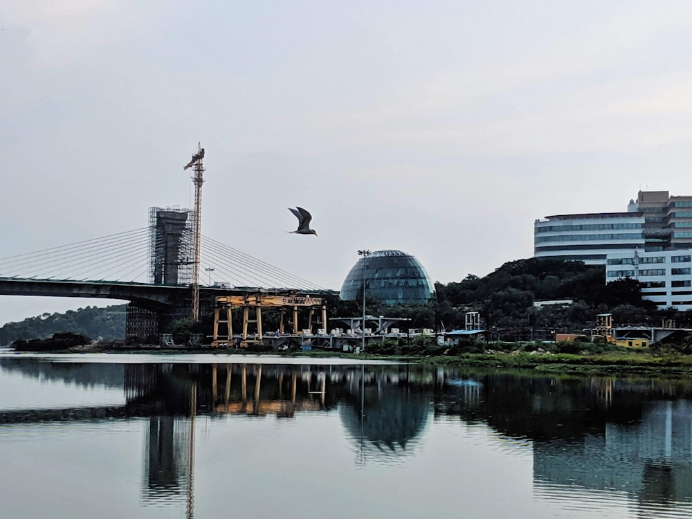 bird flying over the bridge during daytime