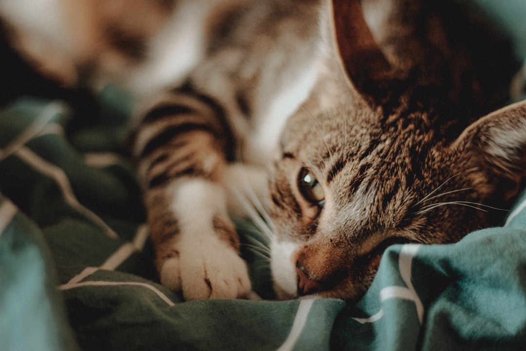 brown tabby cat lying on green white and black textile