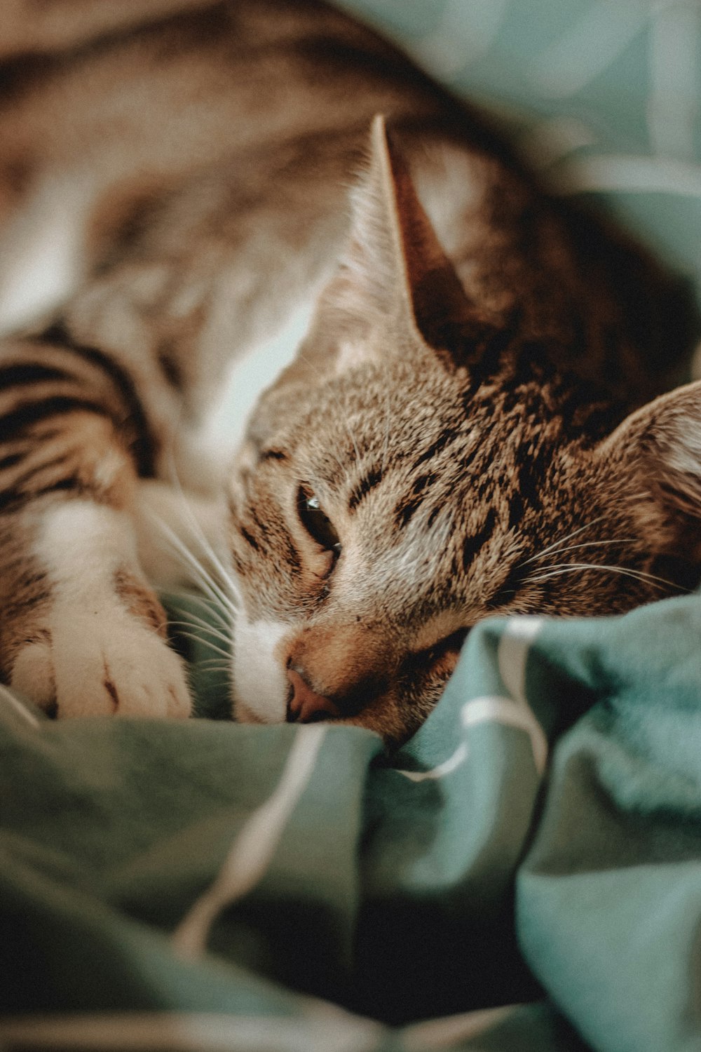 brown tabby cat lying on green and white textile