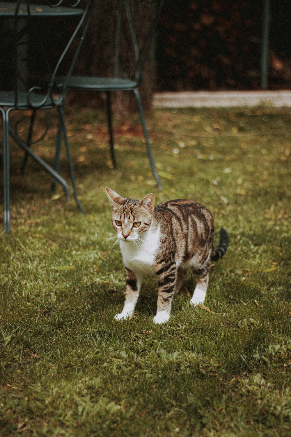 brown and white tabby cat on green grass field during daytime