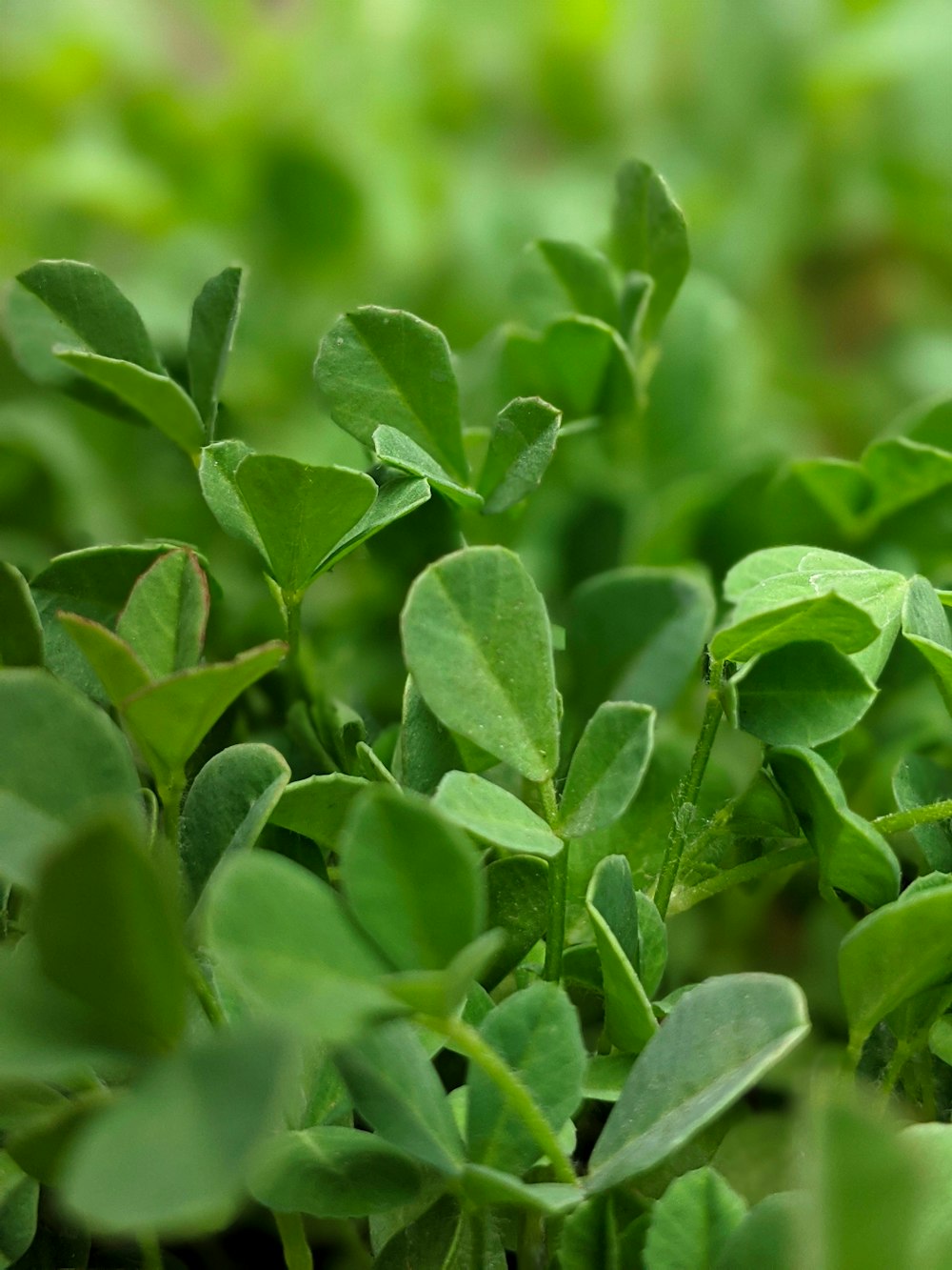 Hojas verdes en la lente de cambio de inclinación