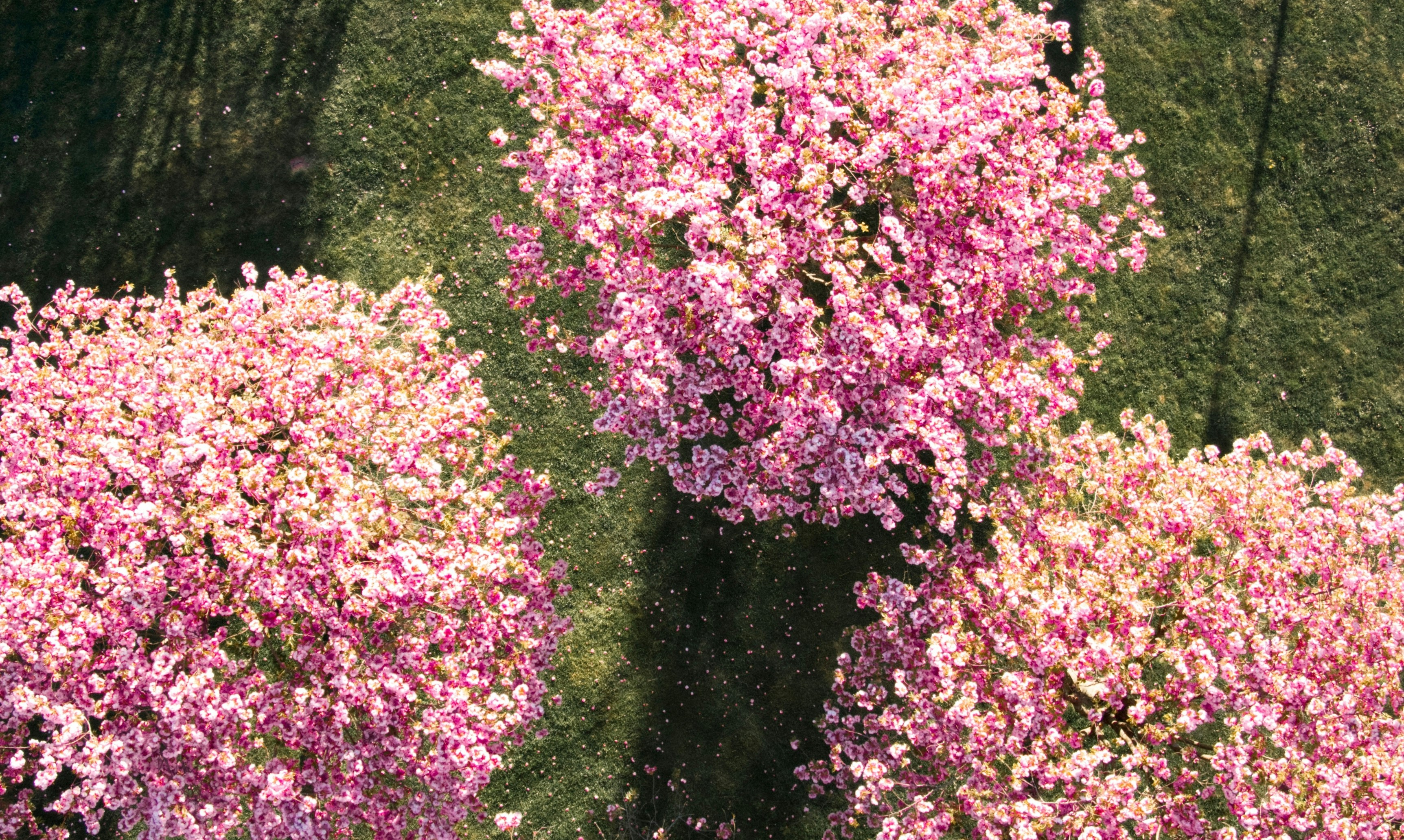 Japanese Spirea (Spiraea japonica): Pink Peril in the Garden (image credits: unsplash)