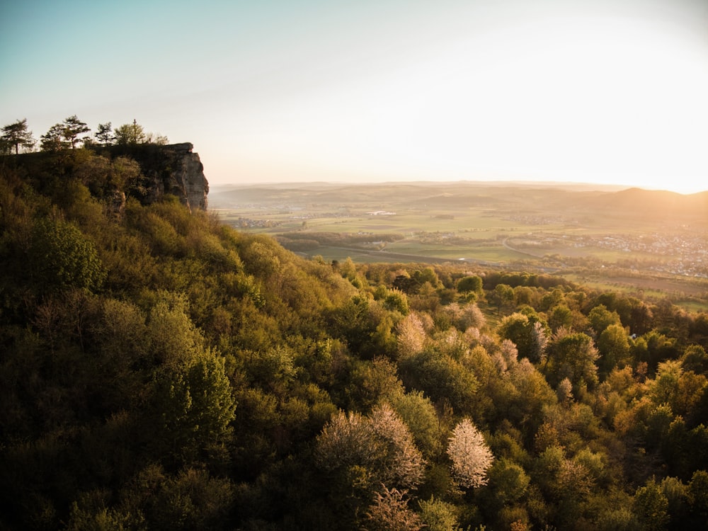 green trees on mountain during daytime