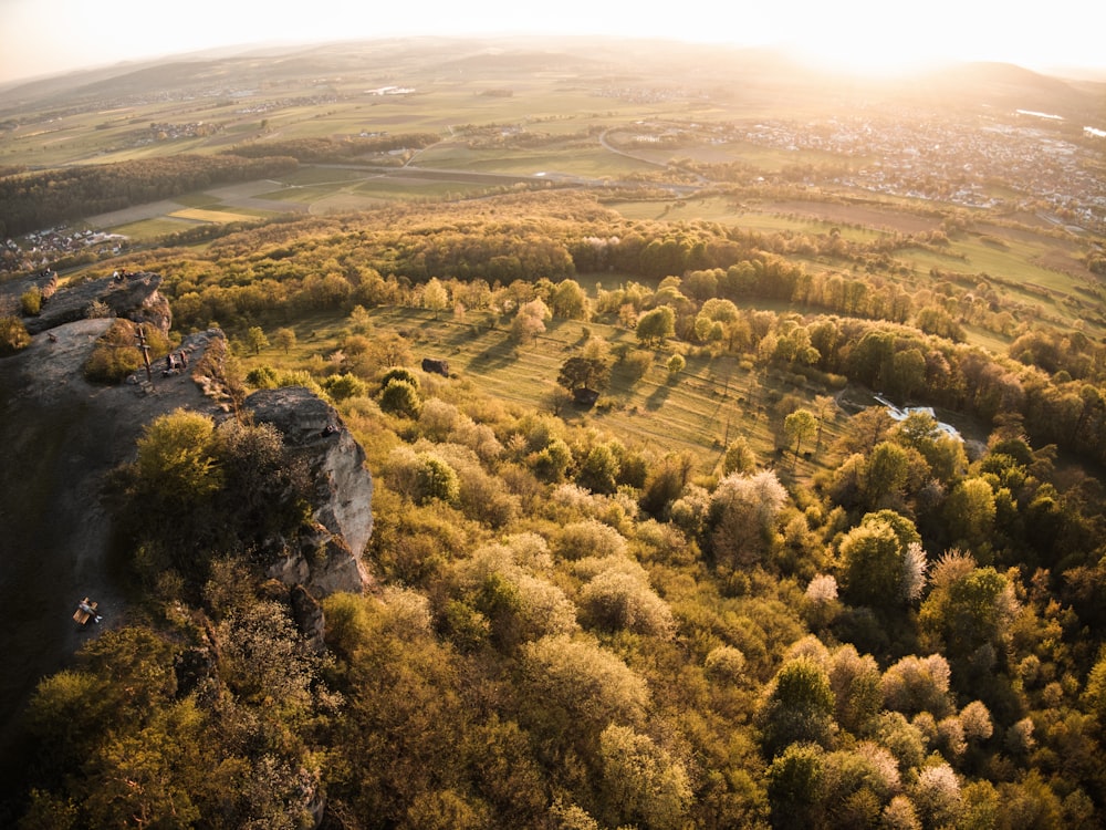 green trees on hill during daytime