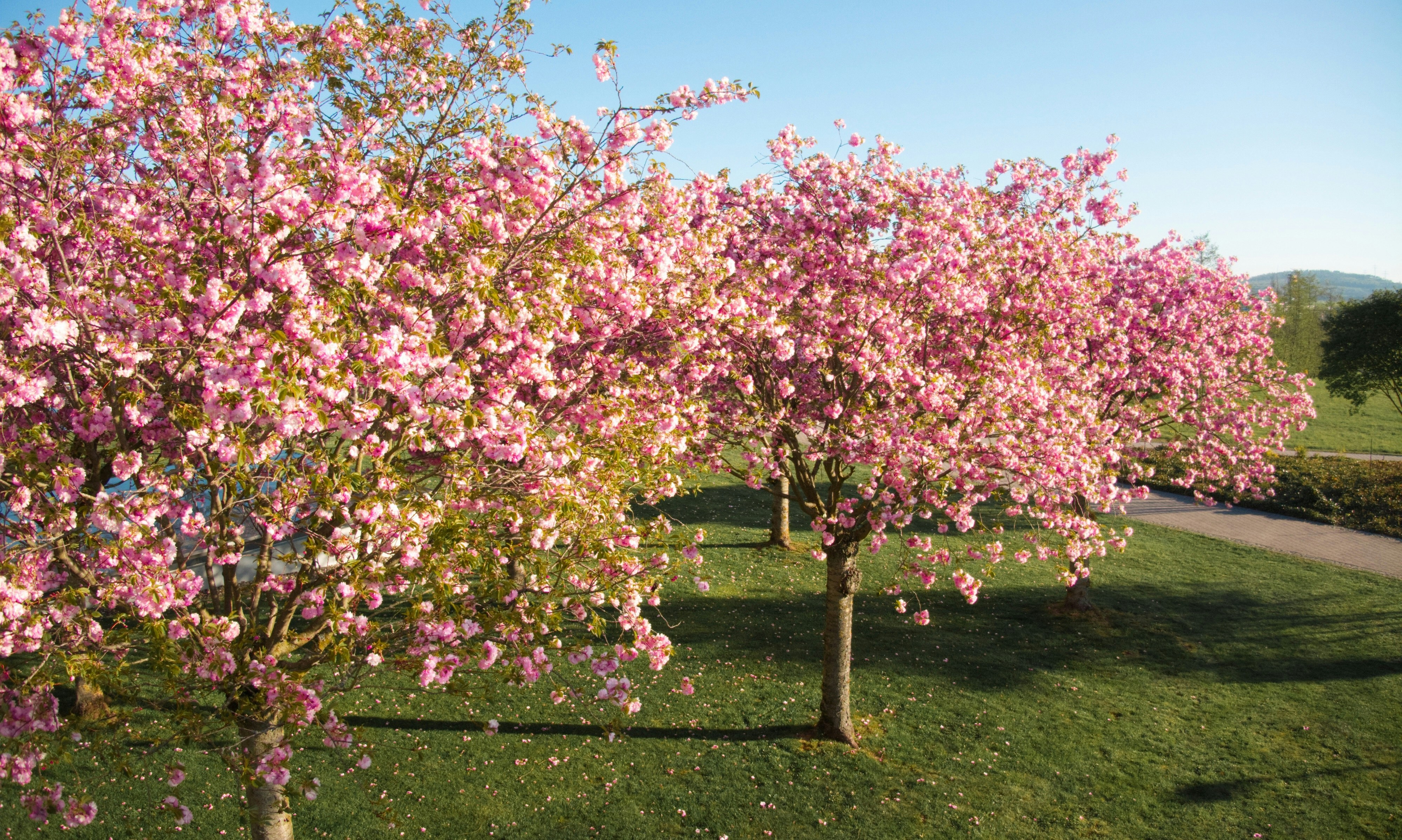 Photo by meister_stamm