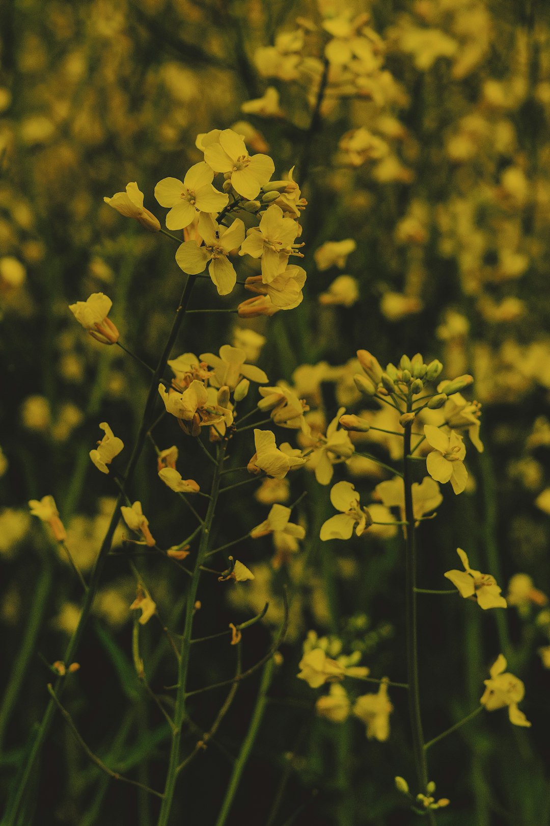 yellow flower field during daytime