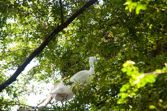 white bird on tree branch during daytime in Kandy Sri Lanka