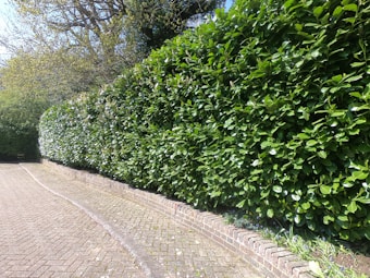 A well-maintained, dense hedge borders a narrow brick-paved pathway, with vibrant green leaves reflecting sunlight. The path curves slightly, lined on one side by a low brick wall bordering the hedge. Mature trees are visible in the background, their branches extending over the hedge.