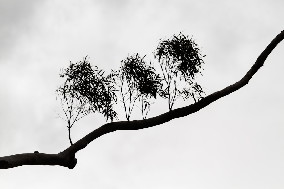 green tree under white sky