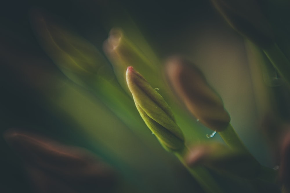 green plant in close up photography