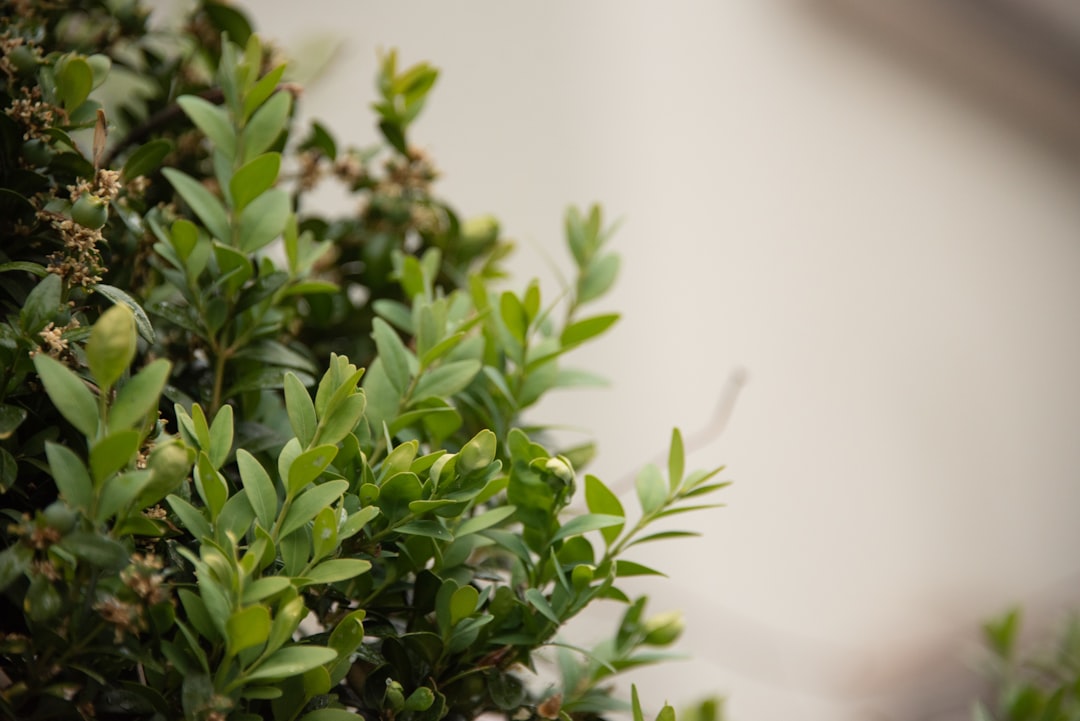 green plant in white pot