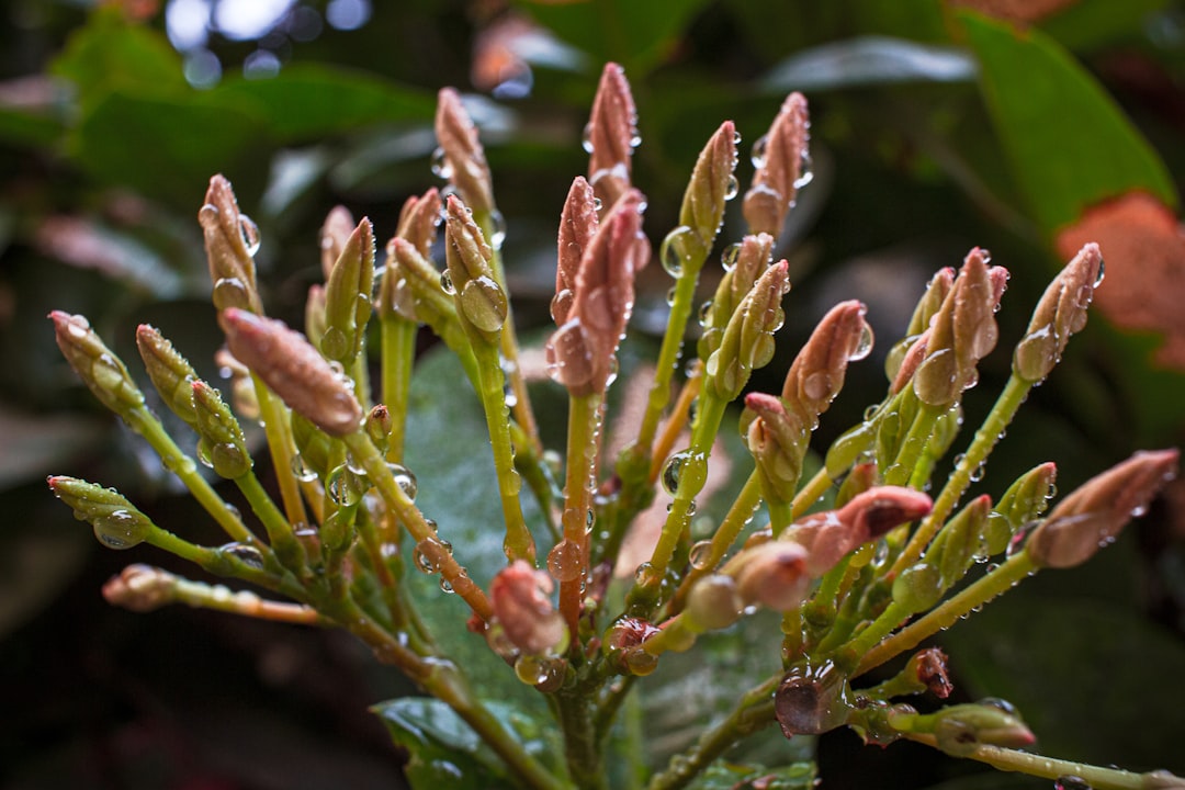 green and brown plant in close up photography